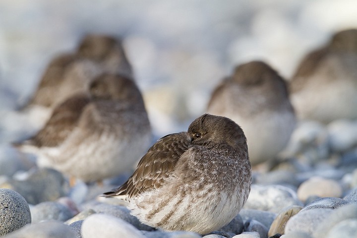 Meerstrandlufer Calidris maritima Purple Sandpiper